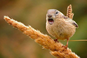 Ptica vykhukol Ptica vykhukol